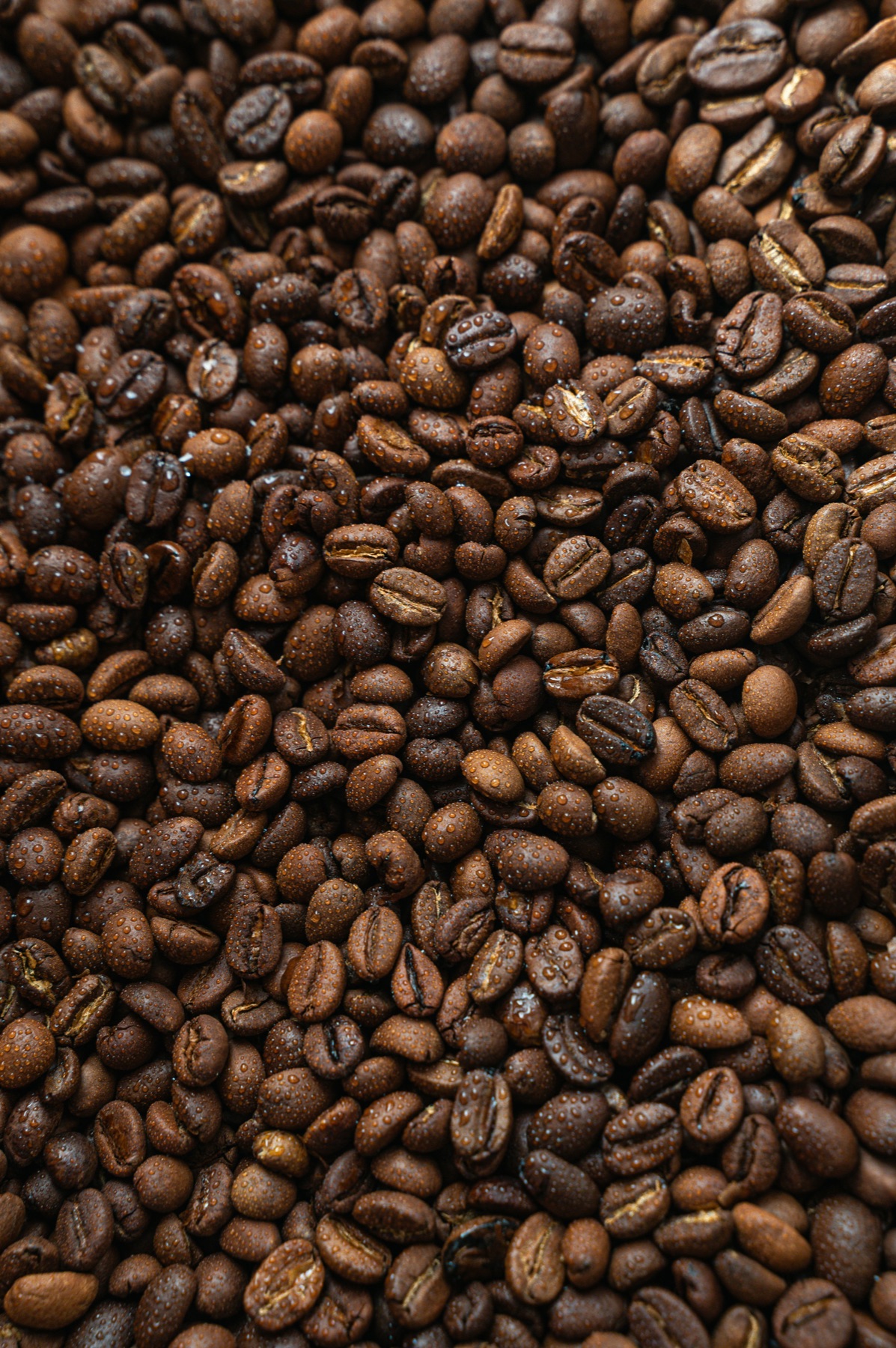 Close-up of glossy roasted coffee beans beaded with droplets