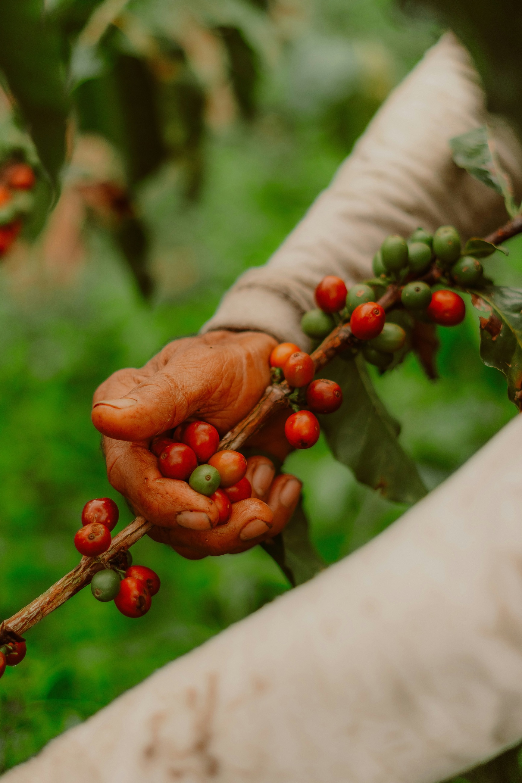 A hand holding a branch of ripe red and unripe green coffee cherries