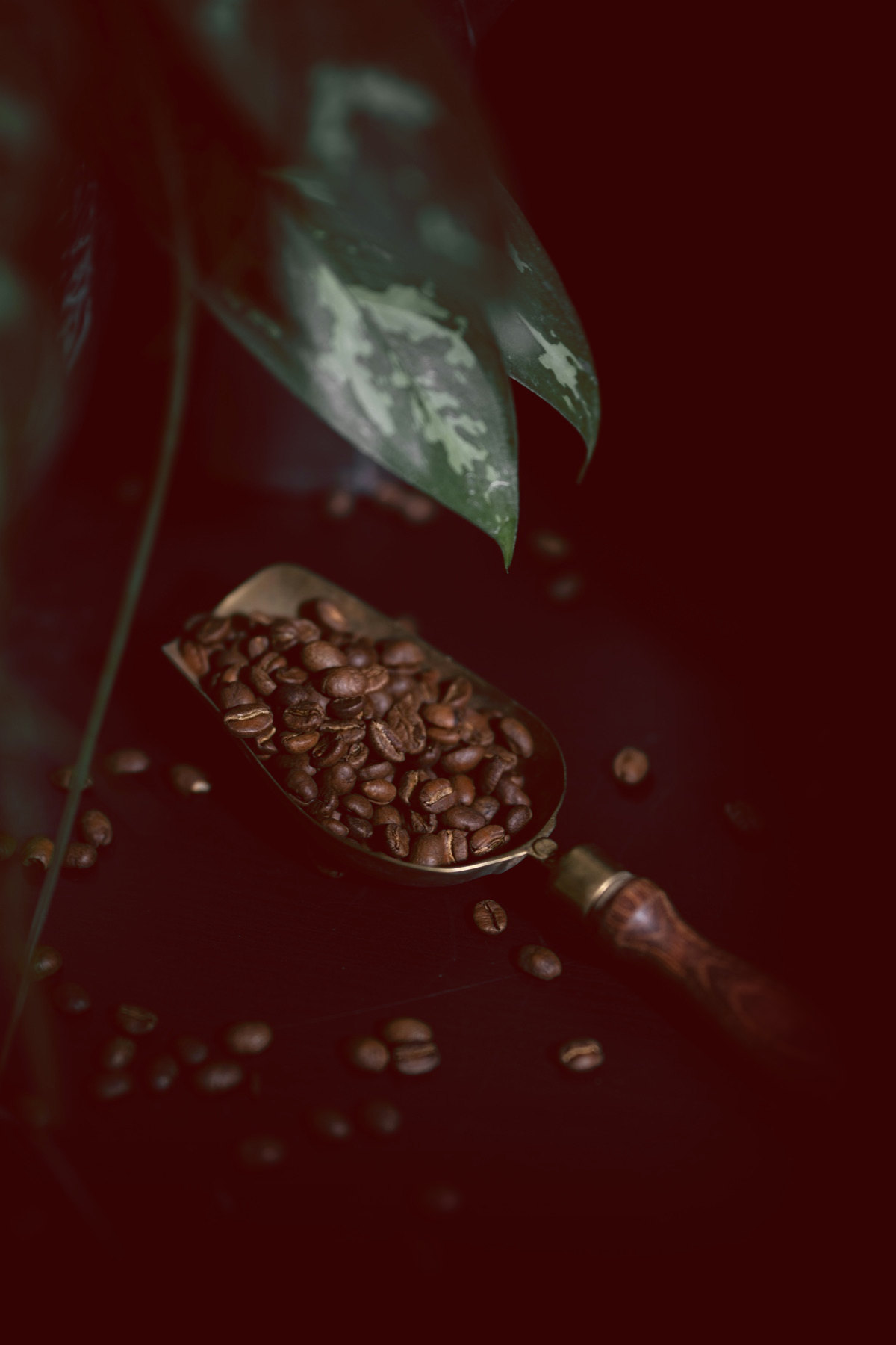 Antique brass scoop of roasted coffee beans on a dark surface beneath a leaf
