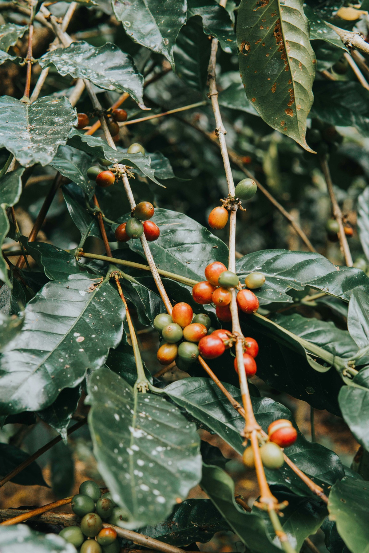 Red and green coffee cherries ripening on the branch among dark leaves