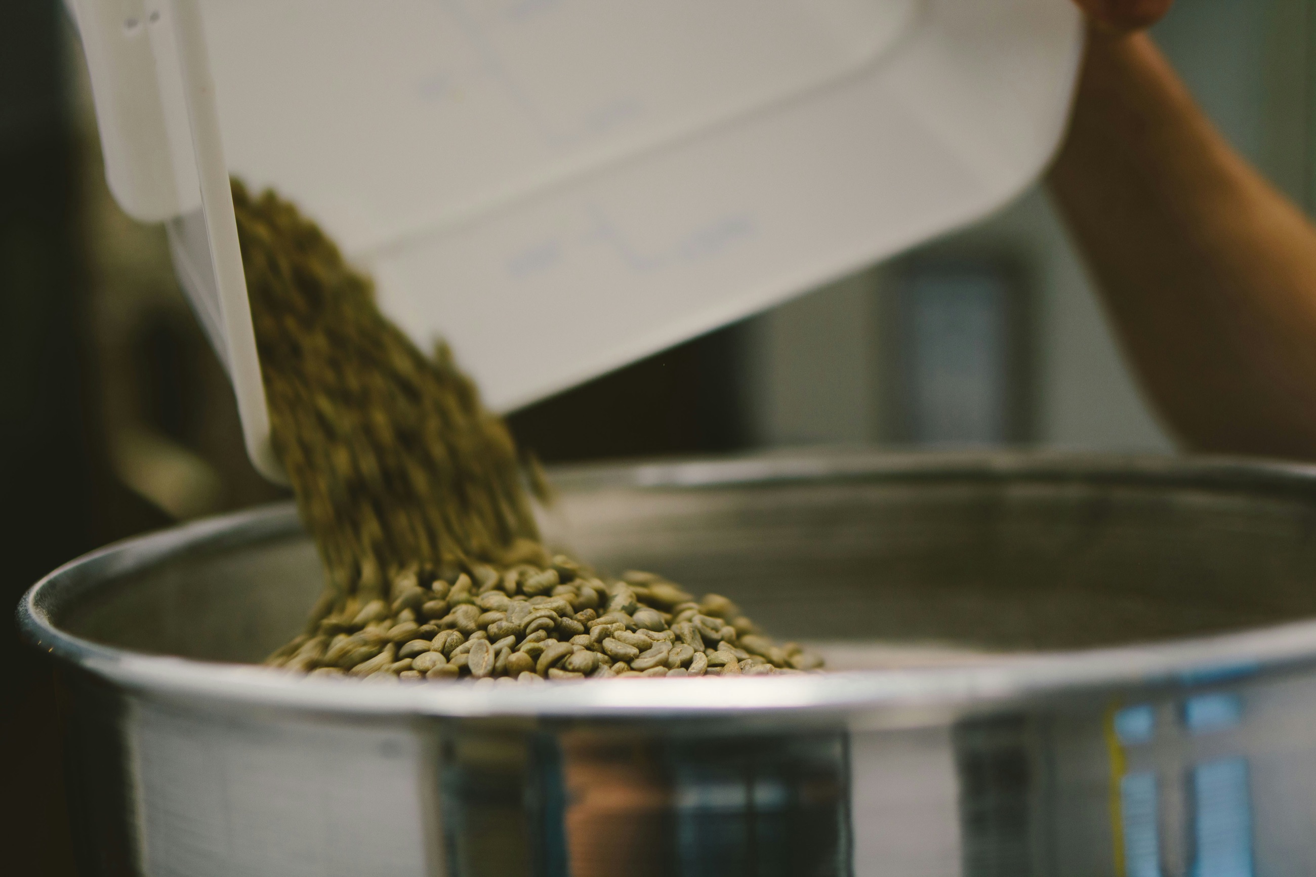 Green, unroasted coffee beans poured from a white tub into a steel roaster hopper